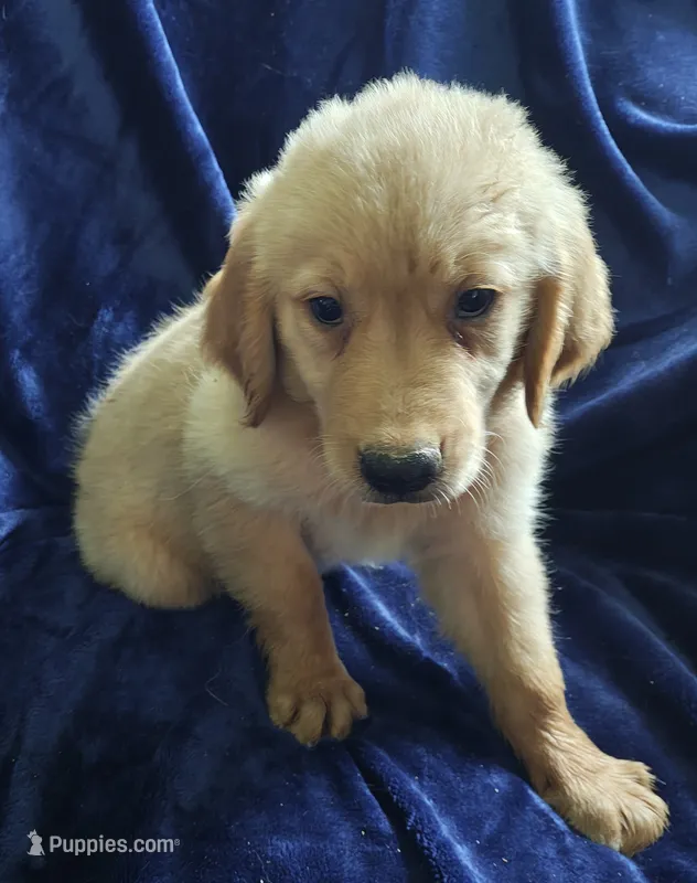 Ringo (AKC) – Golden Retriever puppy for sale in Denver, CO