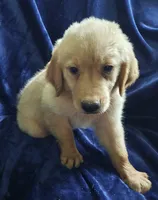 Ringo (AKC), a male Golden Retriever for sale in Denver, CO – 1 of 1