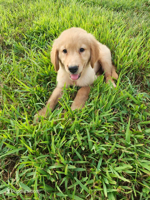 Shiloh (AKC) – Golden Retriever puppy for sale in Dora, MO
