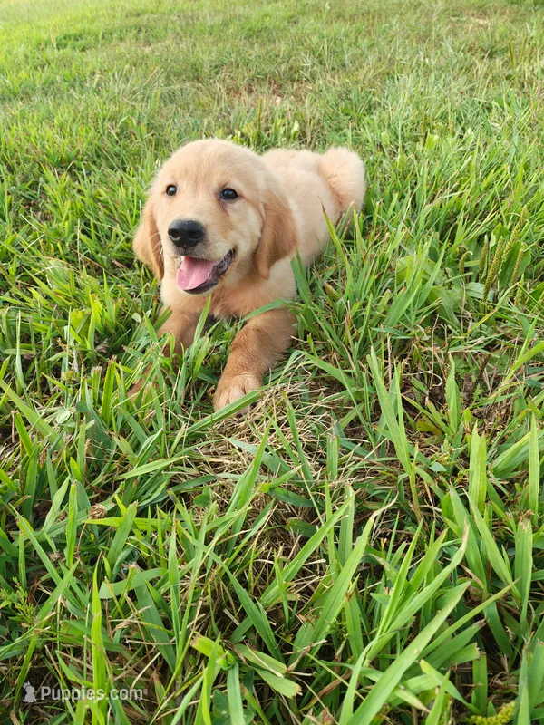 Ringo (AKC) – Golden Retriever puppy for sale in Dora, MO
