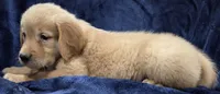 Petunia (AKC), a female Golden Retriever for sale in Denver, CO – 1 of 1