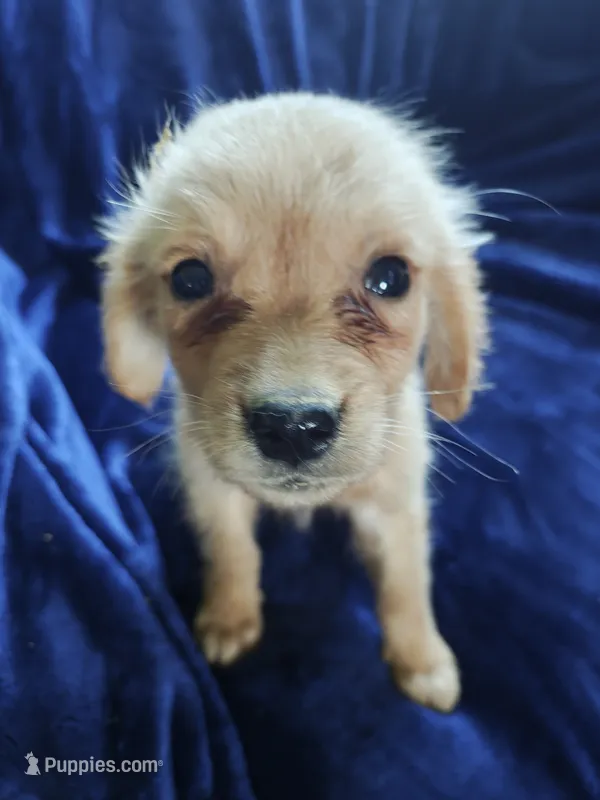 Greta (AKC) – Golden Retriever puppy for sale in Denver, CO