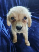 Greta (AKC), a female Golden Retriever for sale in Denver, CO – 1 of 1