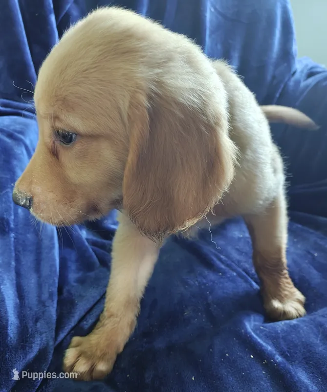 Oingo (AKC) – Golden Retriever puppy for sale in Denver, CO