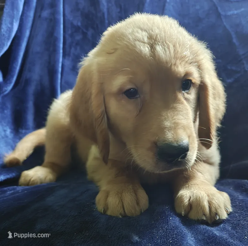Banjo (AKC) – Golden Retriever puppy for sale in Denver, CO