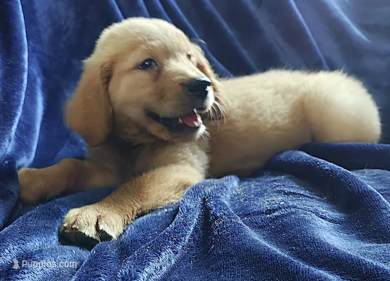 Petunia (AKC) – Golden Retriever puppy on hold in Denver, CO