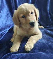 Yogi (AKC), a female Golden Retriever for sale in Denver, CO – 1 of 1