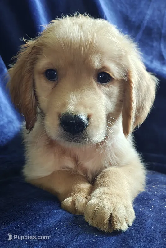 Pluto (AKC) – Golden Retriever puppy for sale in Denver, CO