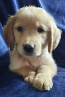 Pluto (AKC), a male Golden Retriever for sale in Denver, CO – 1 of 1