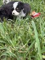 Black tri female, a female Toy Australian Shepherd for sale in Cumby, TX – 3 of 3