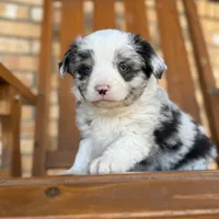 Blue, a male Toy Australian Shepherd for sale in Cumby, TX – Photo 7 of 7