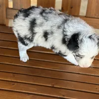 Blue, a male Toy Australian Shepherd for sale in Cumby, TX – Photo 5 of 7