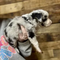 Blue, a male Toy Australian Shepherd for sale in Cumby, TX – Photo 4 of 7