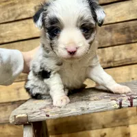 Blue, a male Toy Australian Shepherd for sale in Cumby, TX – Photo 2 of 7