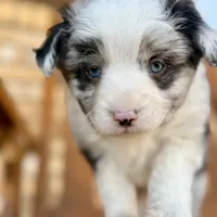 Blue, a male Toy Australian Shepherd for sale in Cumby, TX – Photo 6 of 7