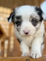 processed/889c8b94-3a3a-4b30-bdca-43101cef58be/listing/0a60794d-1ed8-4d1d-afcf-f892d347ba69/86f2c2a3-2526-43b9-984a-e42624faa7ce