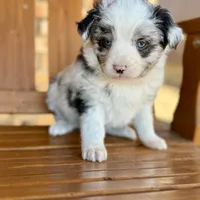 Blue, a male Toy Australian Shepherd for sale in Cumby, TX – Photo 1 of 7