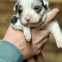 Blue, a male Toy Australian Shepherd for sale in Cumby, TX – Photo 3 of 7