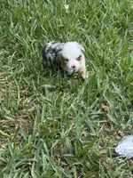 Blue female harlequin TEENY TINY, a female Toy Australian Shepherd for sale in Cumby, TX – 2 of 5