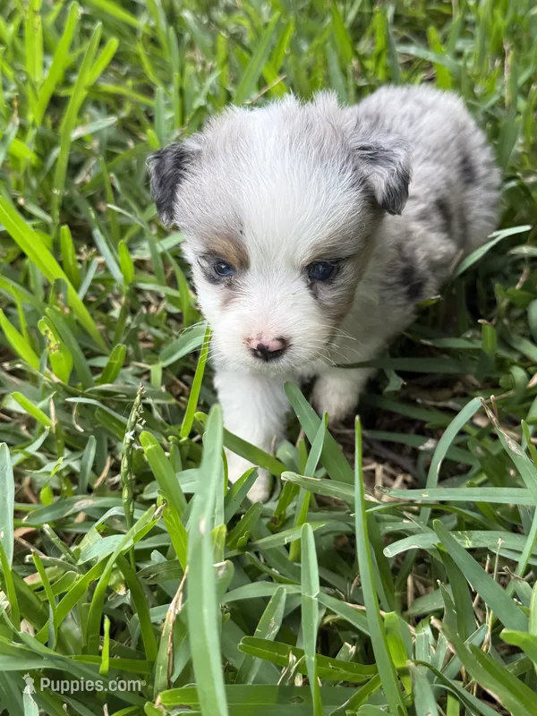 Blue Merle male – Toy Australian Shepherd puppy for sale in Cumby, TX