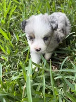Blue Merle male, a male Toy Australian Shepherd for sale in Cumby, TX – 1 of 7
