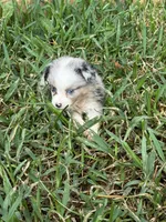 Blue Merle male, a male Toy Australian Shepherd for sale in Cumby, TX – 9 of 10