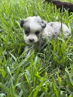 Blue Merle male, a male Toy Australian Shepherd for sale in Cumby, TX – 2 of 7