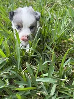 Blue Merle male, a male Toy Australian Shepherd for sale in Cumby, TX – 7 of 7