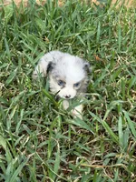 Blue Merle male, a male Toy Australian Shepherd for sale in Cumby, TX – 10 of 10