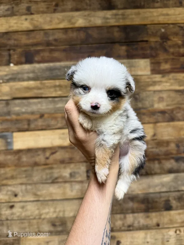 Blue female harlequin TEENY TINY – Toy Australian Shepherd puppy for sale in Cumby, TX