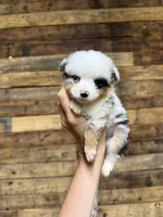 Blue female harlequin TEENY TINY, a female Toy Australian Shepherd for sale in Cumby, TX – 1 of 6