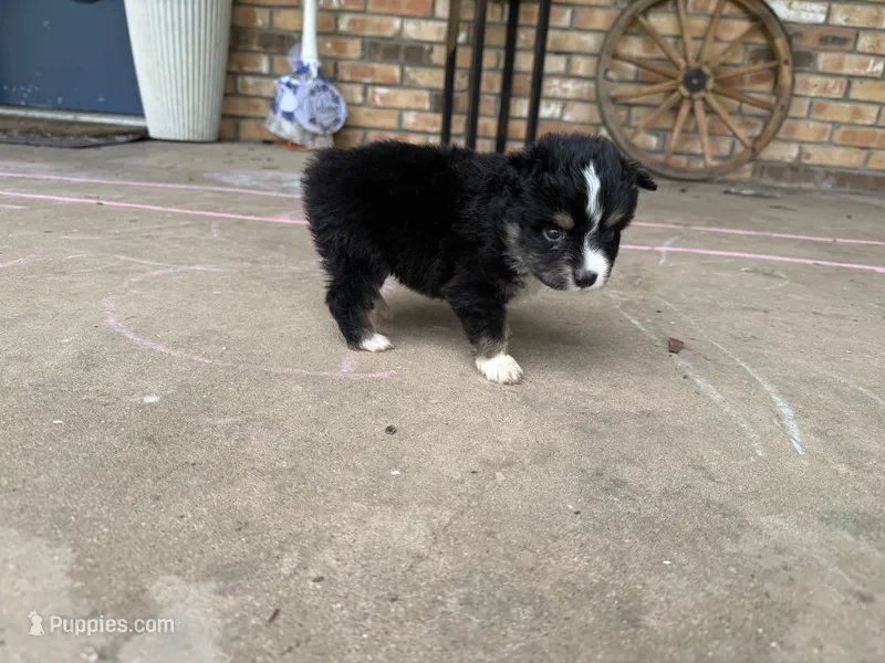 Black tri split to the right  – Toy Australian Shepherd puppy for sale in Cumby, TX