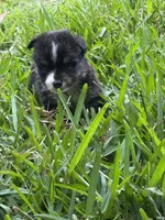 Black tri male split to left , a male Toy Australian Shepherd for sale in Cumby, TX – 5 of 6