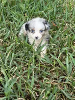Blue Merle male, a male Toy Australian Shepherd for sale in Cumby, TX – 8 of 10