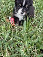 Black tri male split to left , a male Toy Australian Shepherd for sale in Cumby, TX – 6 of 6