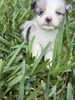 Blue Merle male, a male Toy Australian Shepherd for sale in Cumby, TX – 4 of 7