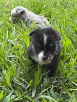 Black tri male split to left , a male Toy Australian Shepherd for sale in Cumby, TX – 2 of 6