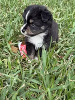 Black tri male split to left , a male Toy Australian Shepherd for sale in Cumby, TX – 3 of 6