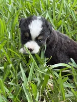 Black tri female, a female Toy Australian Shepherd for sale in Cumby, TX – 1 of 3