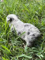 Blue Merle male, a male Toy Australian Shepherd for sale in Cumby, TX – 3 of 7