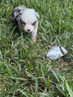 Blue female harlequin TEENY TINY, a female Toy Australian Shepherd for sale in Cumby, TX – 4 of 5