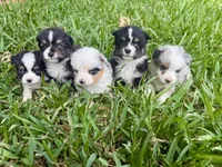 Black tri split to the right , a male Toy Australian Shepherd for sale in Cumby, TX – 2 of 2