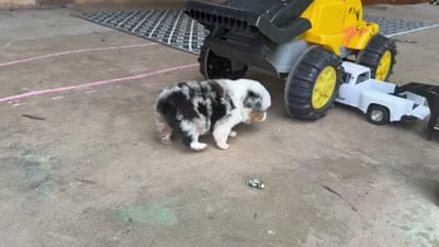 Blue female harlequin TEENY TINY, a female Toy Australian Shepherd for sale in Cumby, TX – 5 of 5