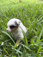 Blue female harlequin TEENY TINY, a female Toy Australian Shepherd for sale in Cumby, TX – 3 of 5