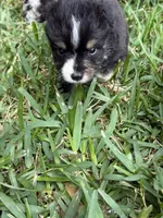 Black tri male split to left , a male Toy Australian Shepherd for sale in Cumby, TX – 4 of 6
