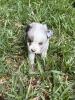 Blue Merle male, a male Toy Australian Shepherd for sale in Cumby, TX – 5 of 7