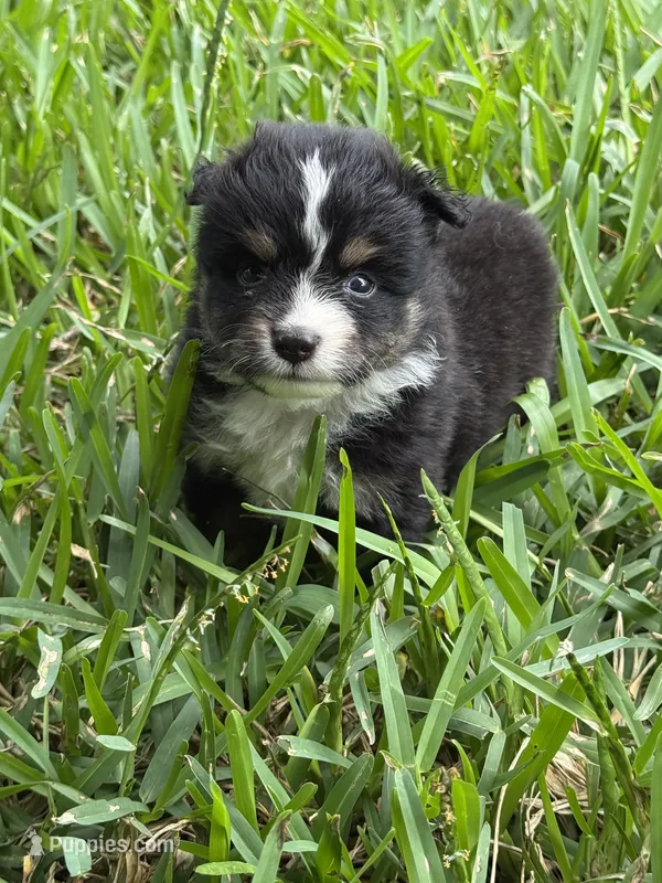 Black tri male split to left  – Toy Australian Shepherd puppy for sale in Cumby, TX