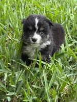 Black tri male split to left , a male Toy Australian Shepherd for sale in Cumby, TX – 1 of 6
