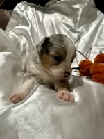 Bmf3, a female Toy Australian Shepherd for sale in Cumby, TX – Photo 2 of 10