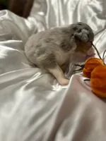 Bmf3, a female Toy Australian Shepherd for sale in Cumby, TX – Photo 4 of 10